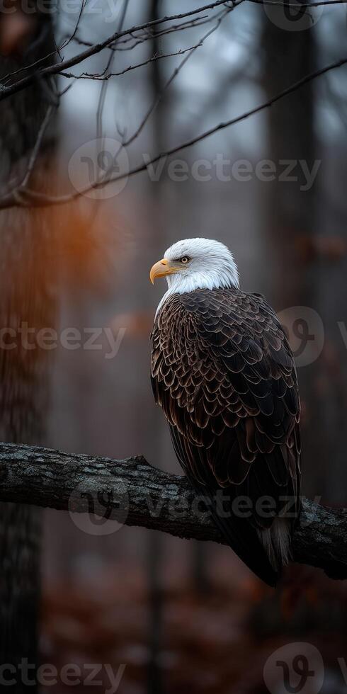 Majestic bald eagle perched on a tree branch in nature photo