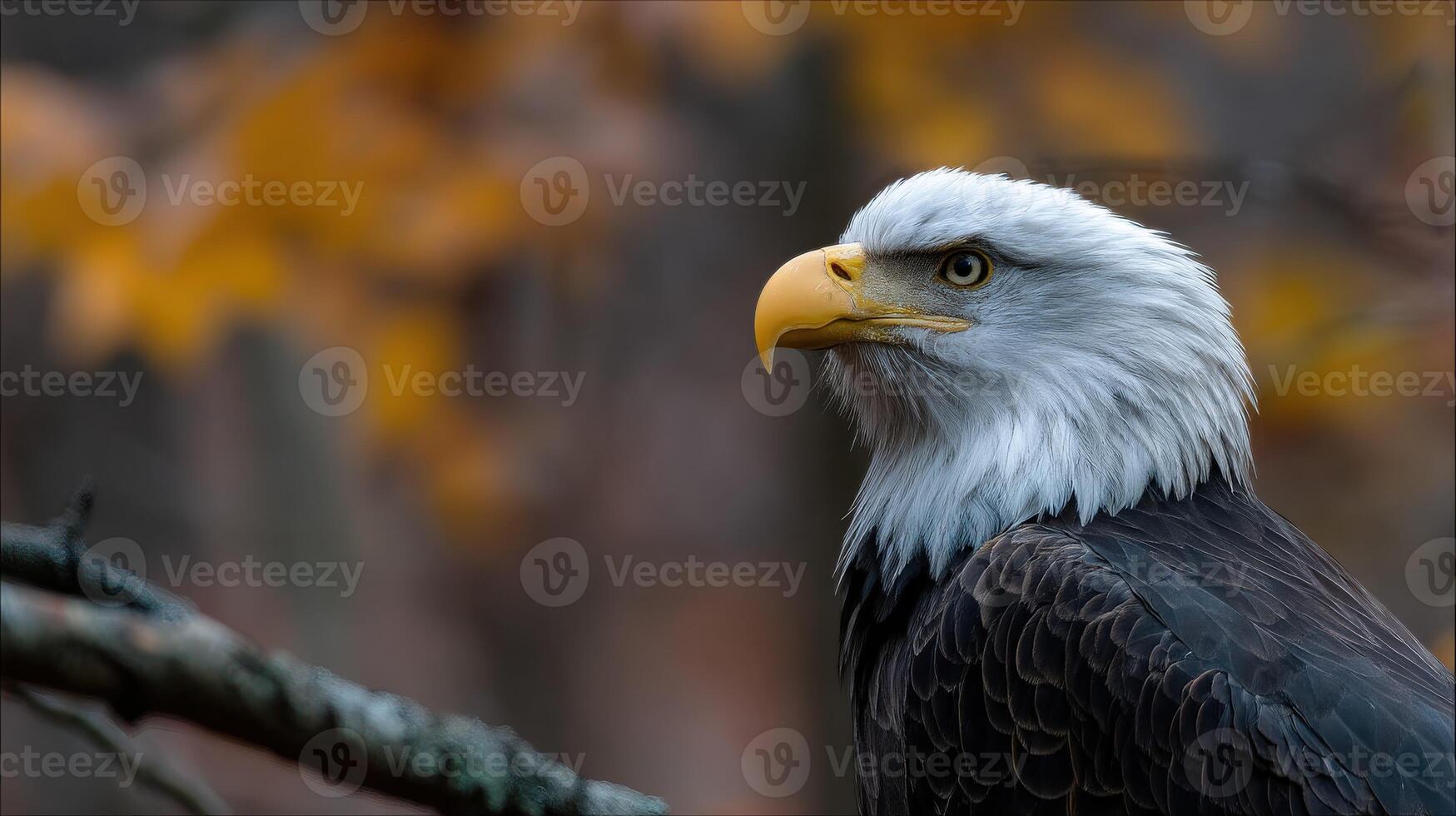 Majestic bald eagle perched on a branch in autumn photo