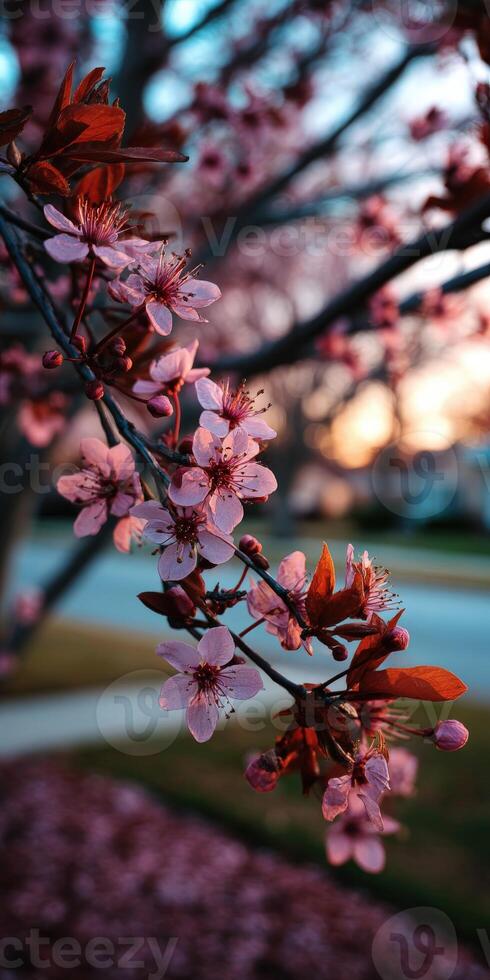 Blossoming cherry tree in soft evening light photo