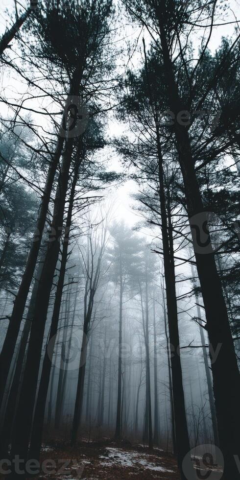 Misty forest landscape with tall trees in soft light photo