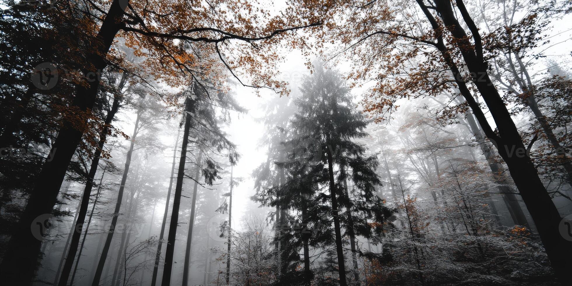 Misty forest landscape with towering trees in autumn photo