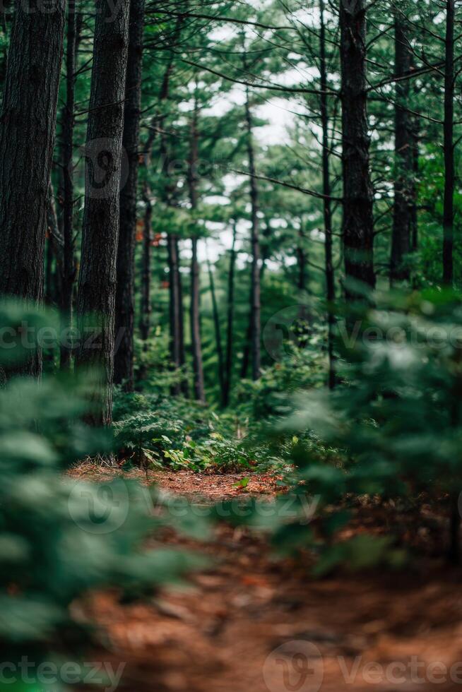 Lush forest pathway inviting exploration in nature photo