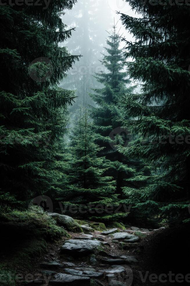 Misty forest path inviting exploration among tall trees photo