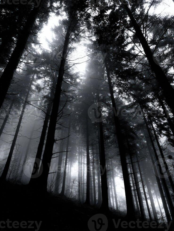 Misty forest with towering trees under soft light photo