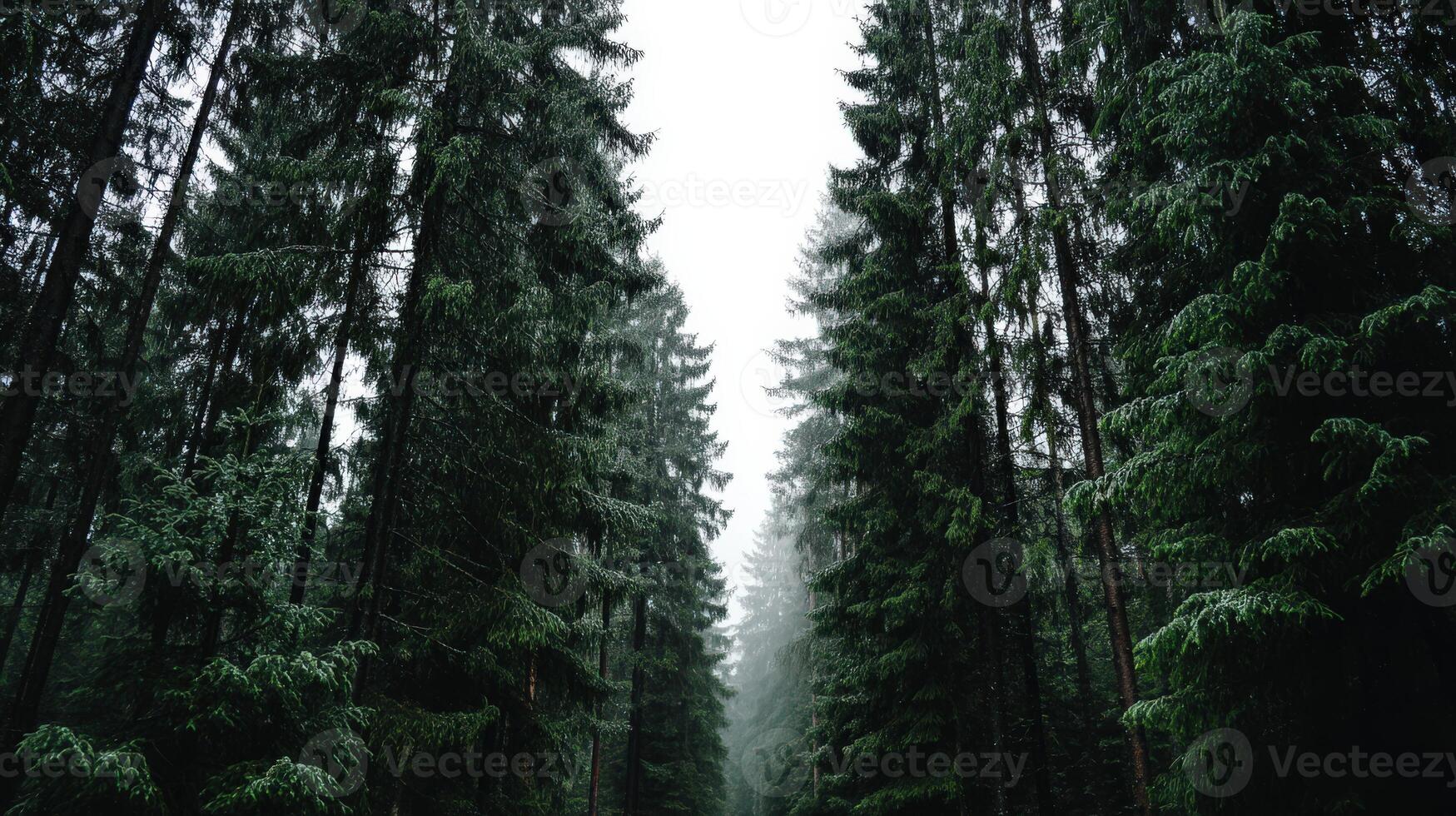Mystical forest path surrounded by lush green trees photo