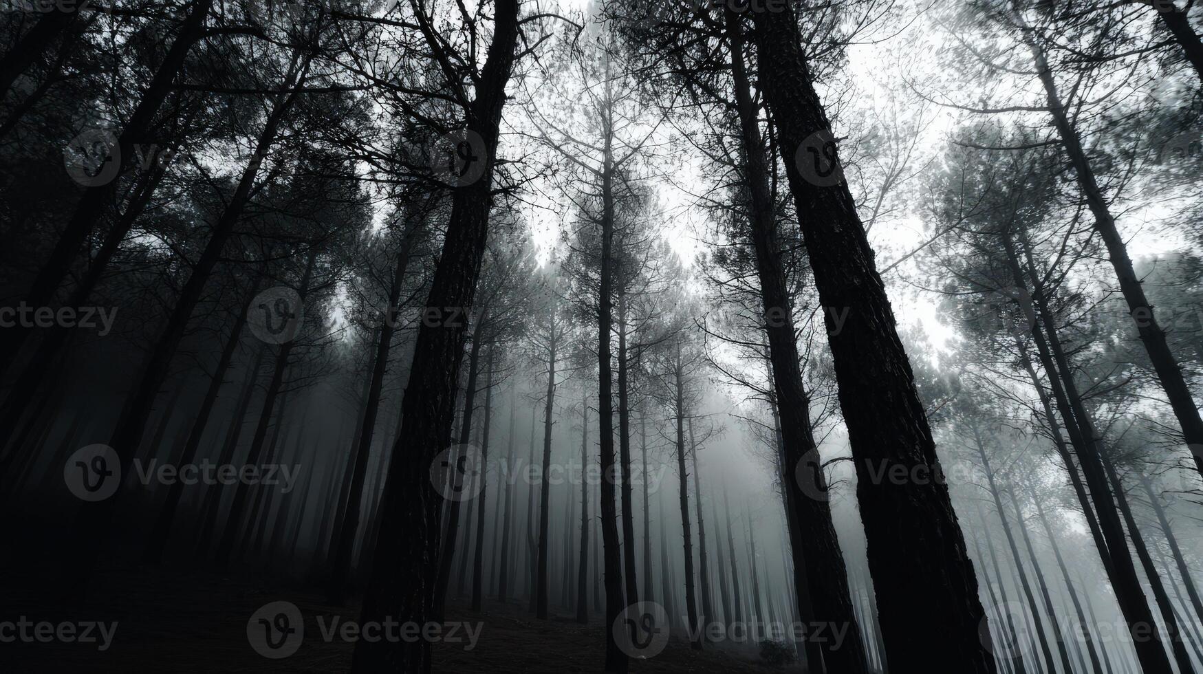 Mysterious forest shrouded in fog at dawn photo