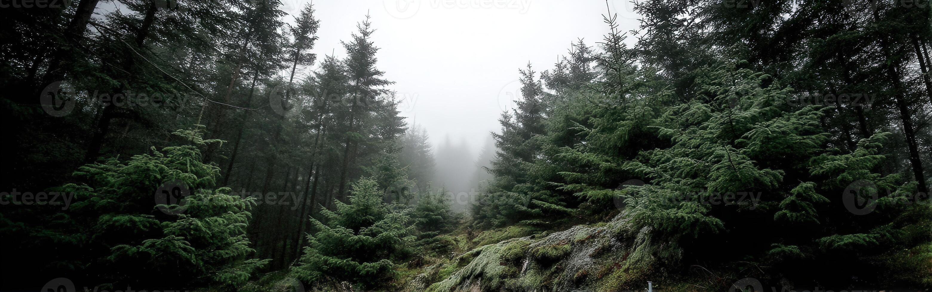 Fog envelops a dense forest in early morning light photo