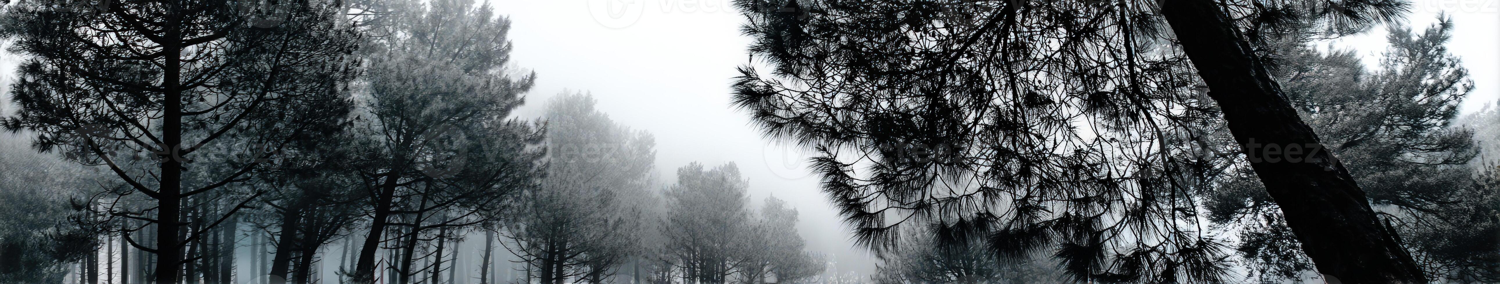 Mysterious fog envelops a tranquil forest landscape photo