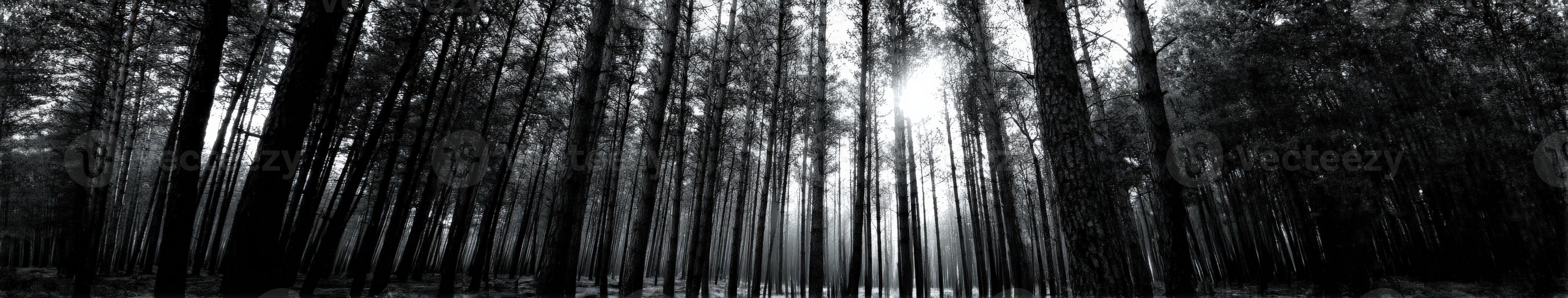Sunlight filtering through dense forest trees photo