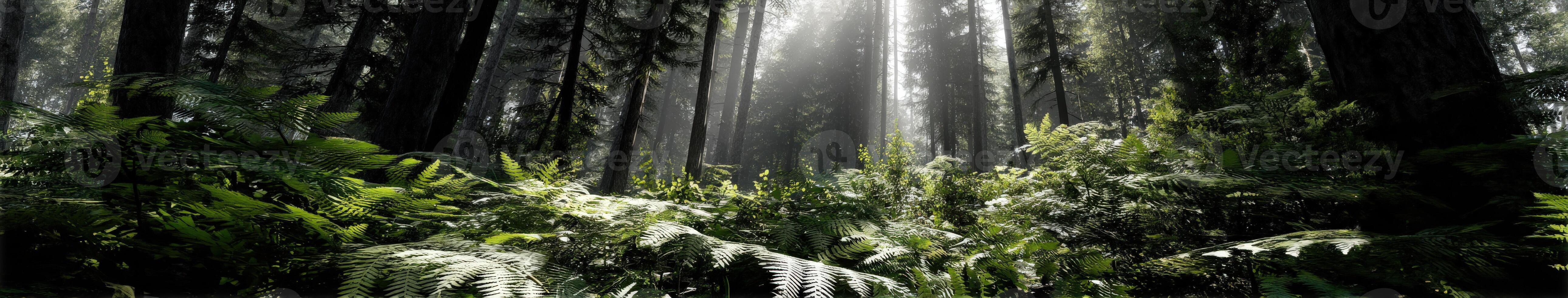 Morning sunlight through the forest canopy photo