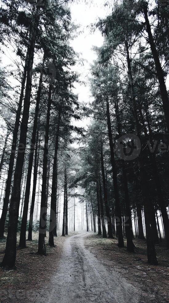 Serene pathway through a misty forest landscape photo