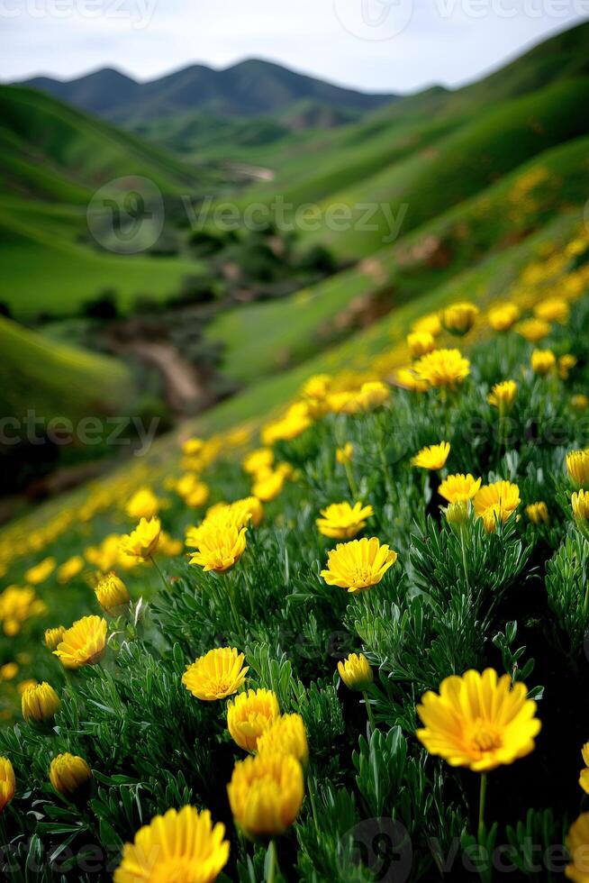 Vibrant yellow flowers bloom in lush green valley photo
