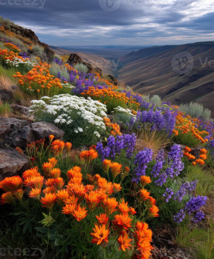 Vibrant wildflowers blooming in a mountain valley photo