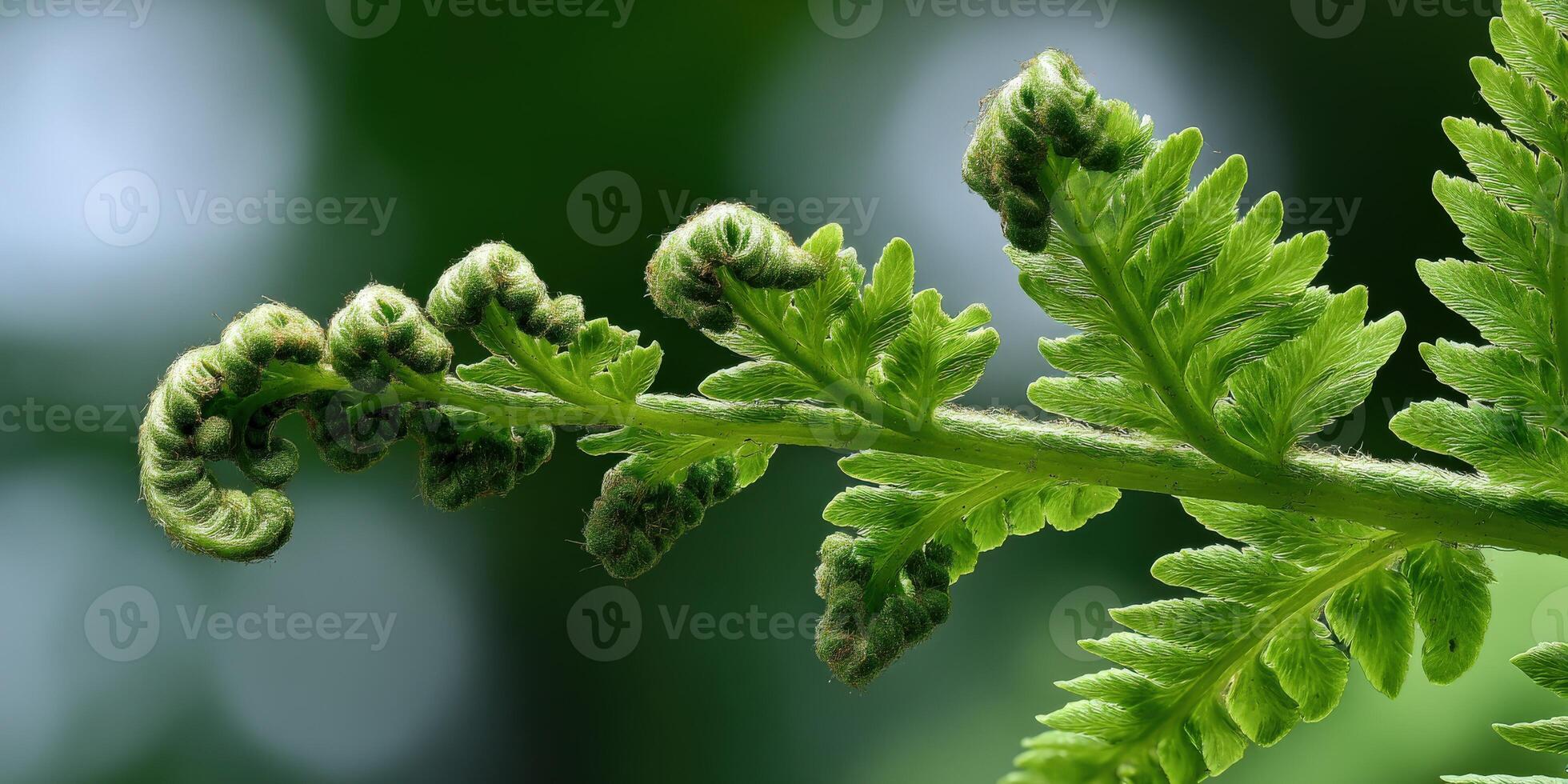 Fern fronds showcase intricate natural beauty photo