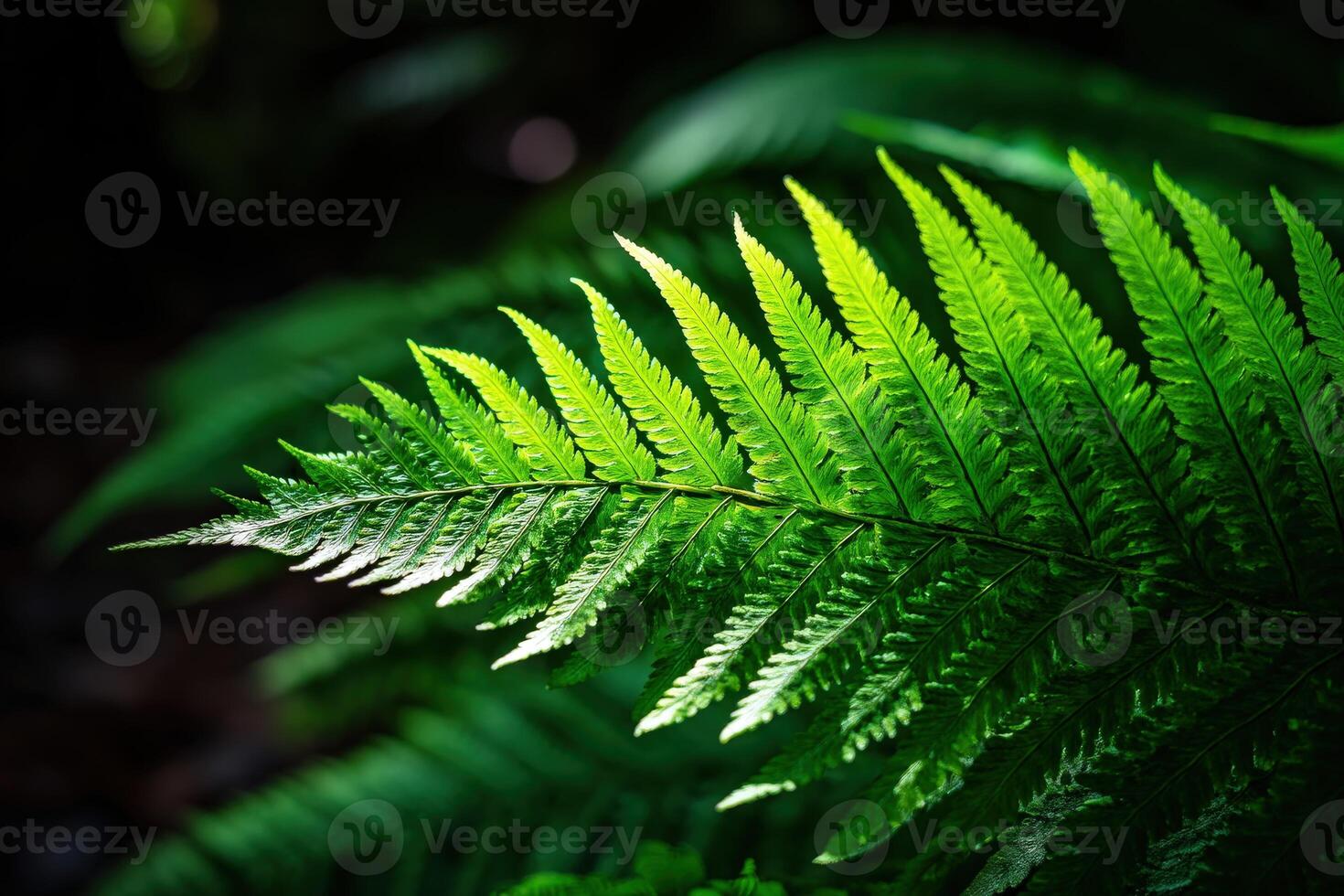 Vibrant fern leaves basking in soft sunlight photo