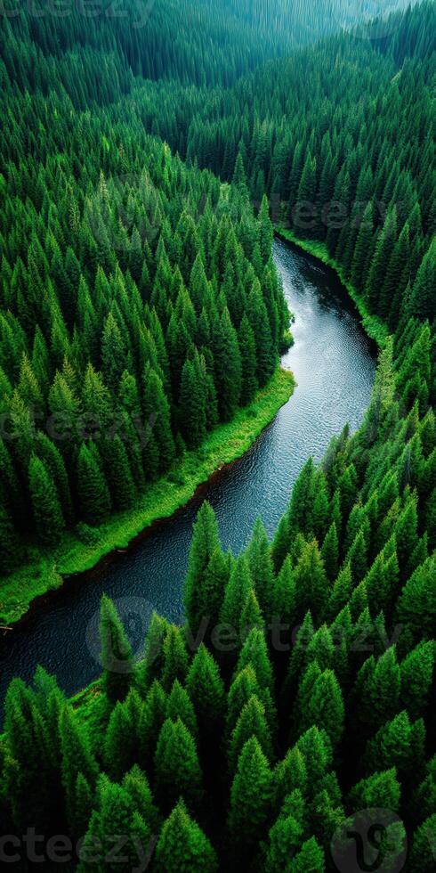 An aerial view of a river in a forest photo