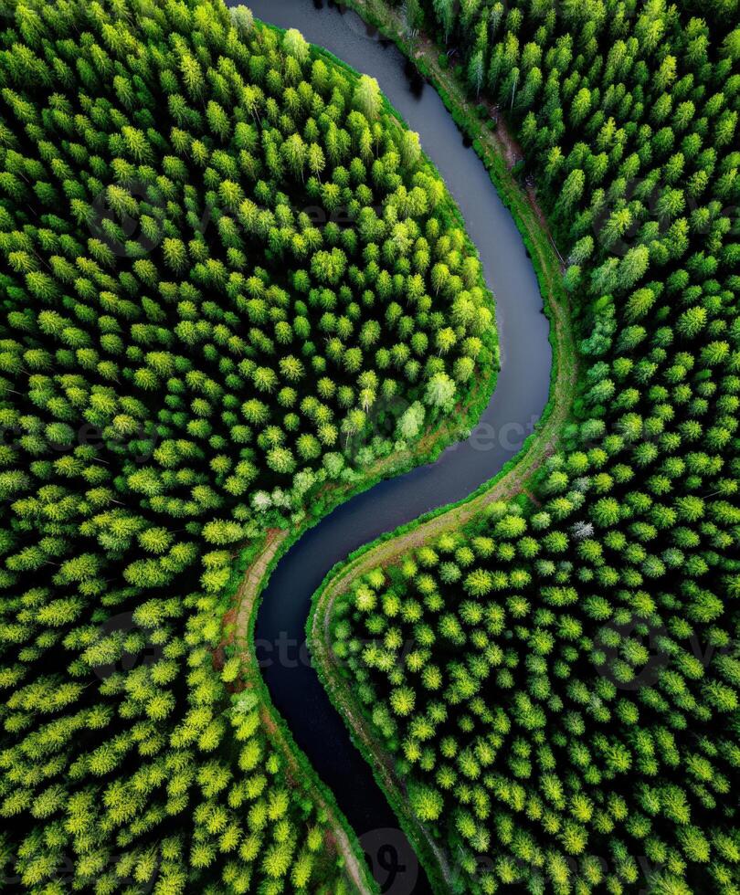 River winds through lush green forest photo
