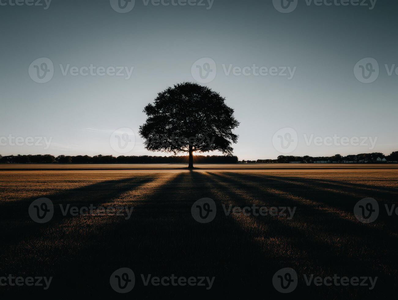 Shadows stretch under tree at sunset in open field photo