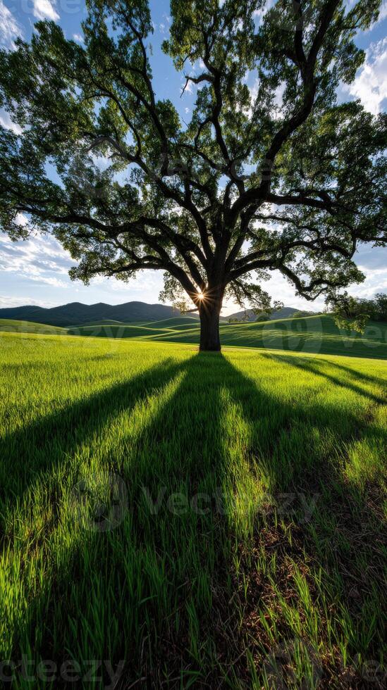 A large tree in a field with the sun shining through it photo