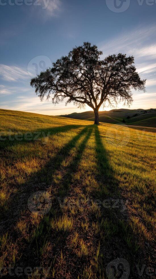 Large tree casts long shadows over grassy plain photo