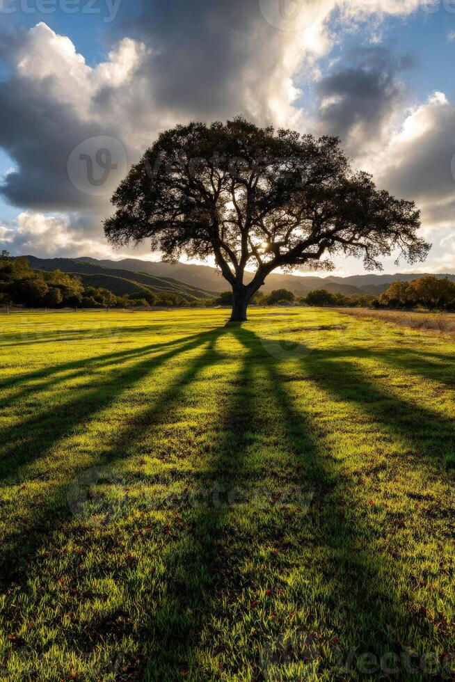 Sunlight filters through a solitary tree in twilight photo