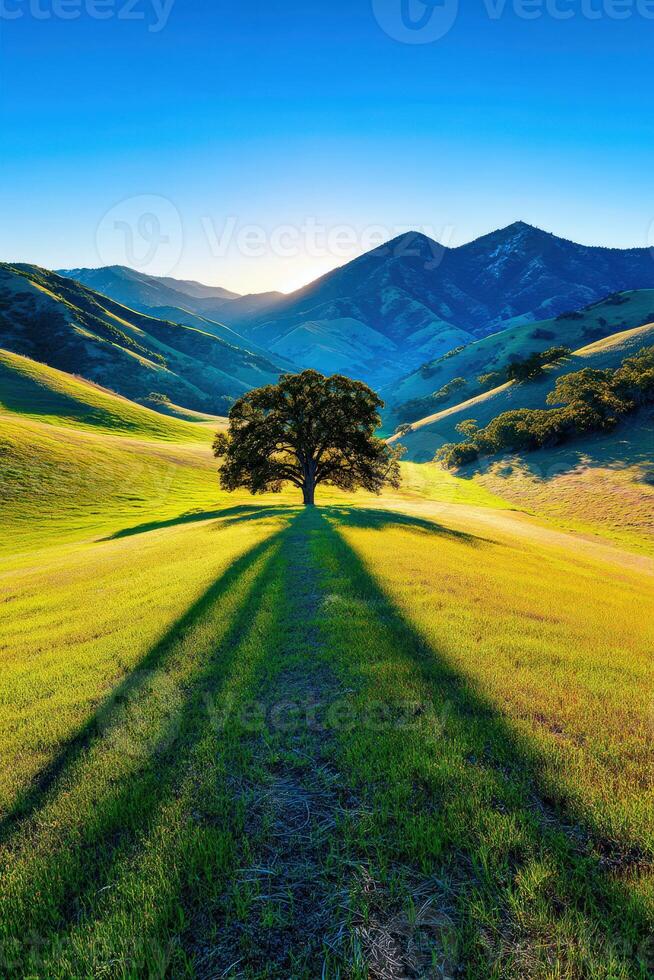 A tree casts a shadow on the grass photo