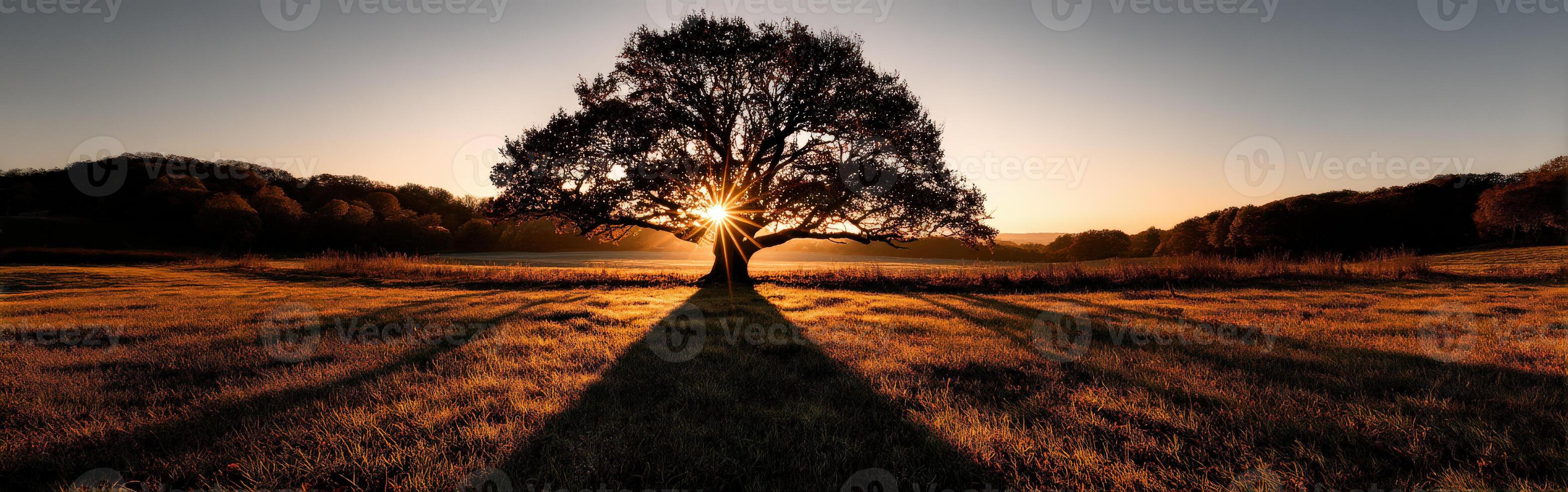 Majestic tree bathed in golden sunset light photo