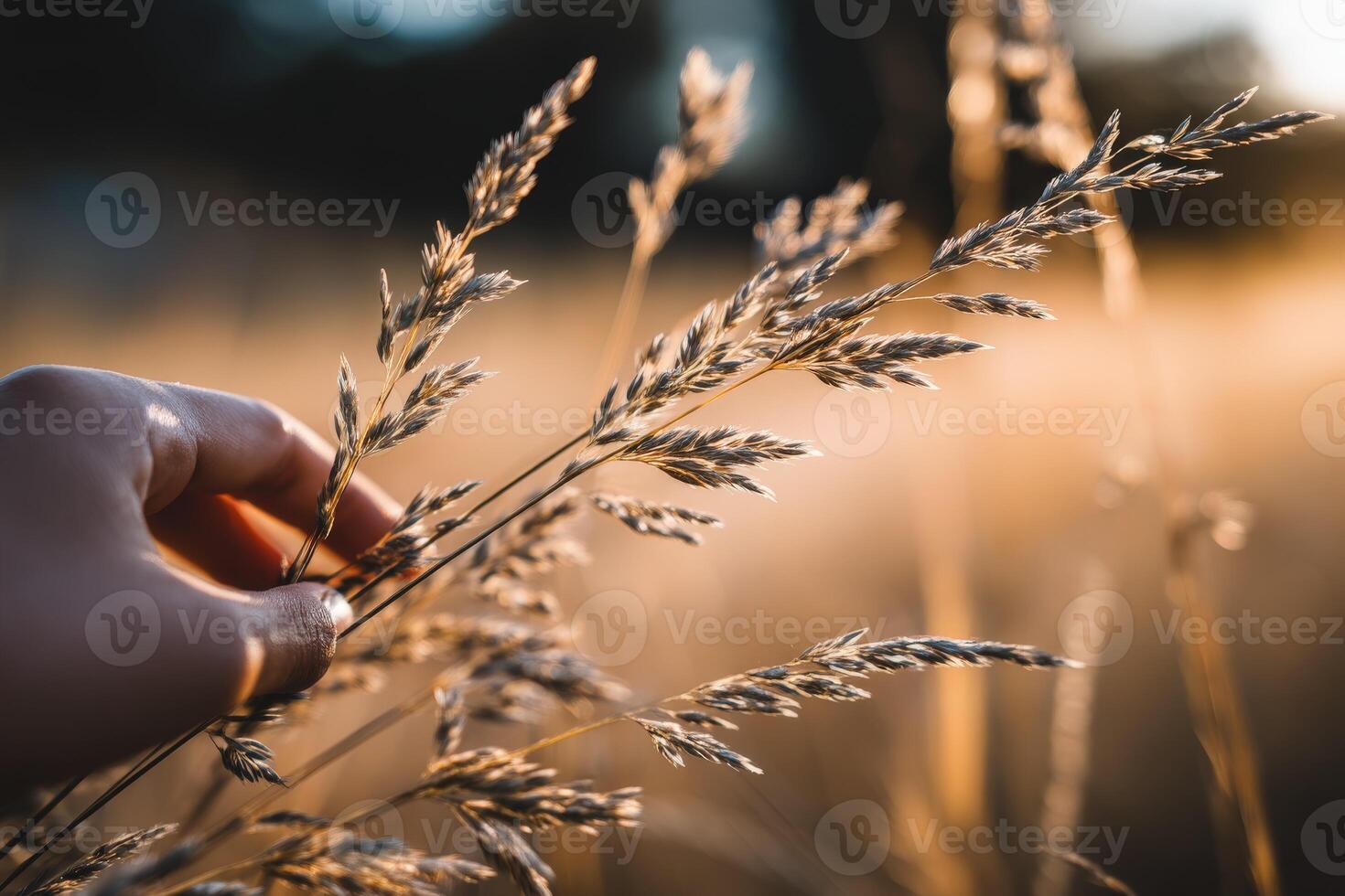 Gentle touch on golden grass in evening light photo