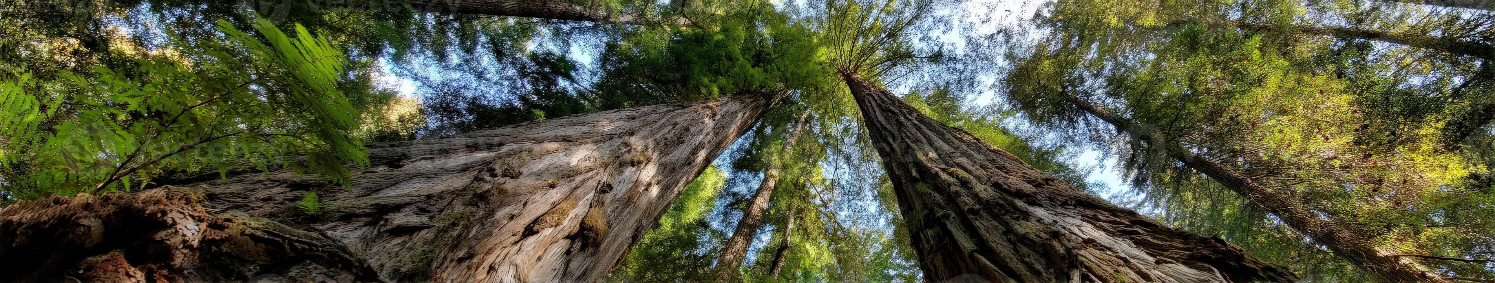 Majestic redwood trees tower above in serene forest photo