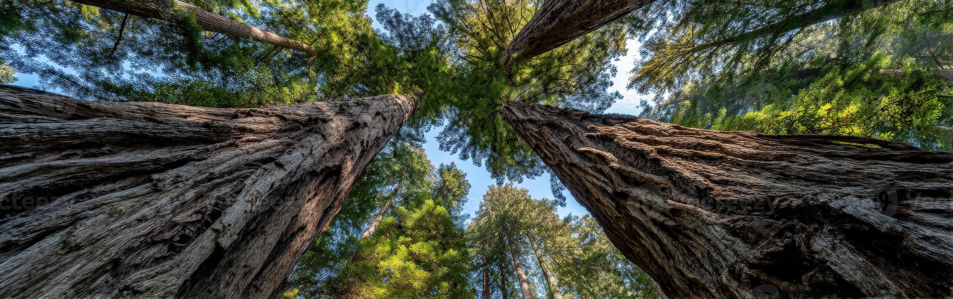 Majestic redwood trees towering in the forest photo