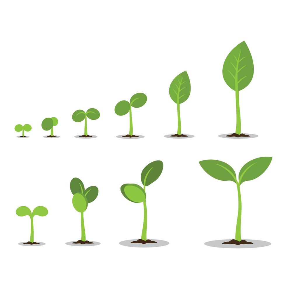 Green Plant Growth Stages Illustration Showing Natural Development Process vector