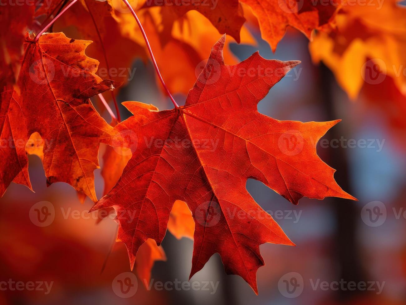 Vibrant autumn leaves in a serene forest setting photo