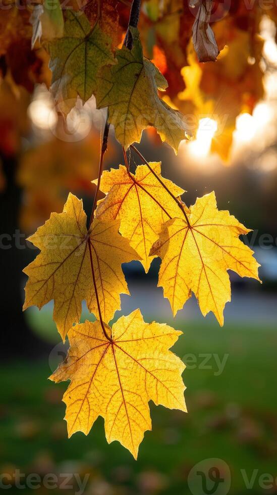 Golden autumn leaves illuminated by evening sunlight photo
