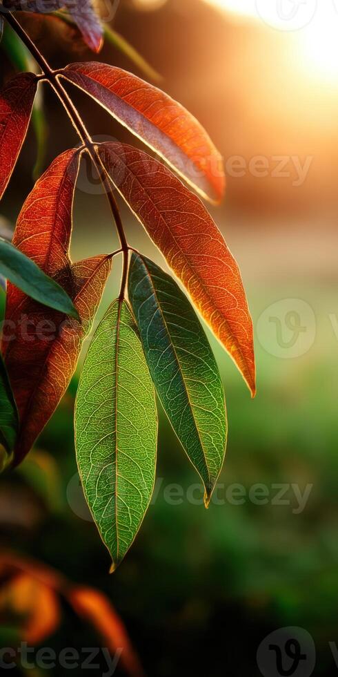 Colorful leaves basking in sunlight during twilight photo