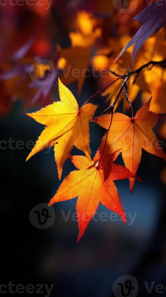 Vibrant autumn leaves glow in soft light photo