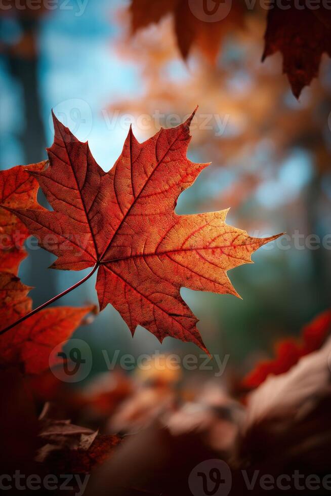 Vibrant autumn leaves captured in soft daylight photo