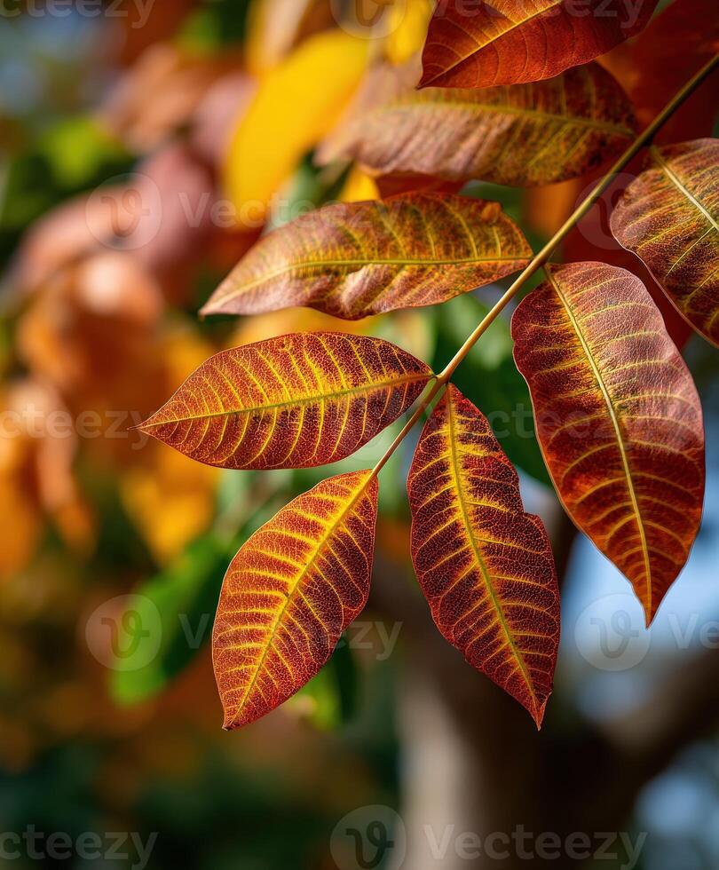 Autumn leaves display vibrant colors and patterns photo