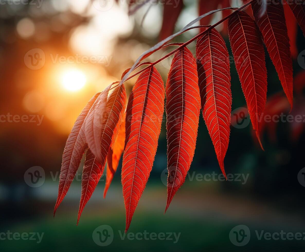 Vibrant autumn leaves illuminated by sunset glow photo