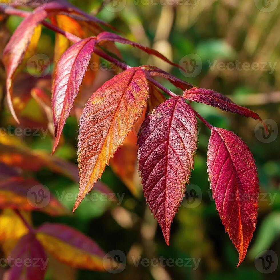 Colorful autumn leaves reflecting nature's beauty photo