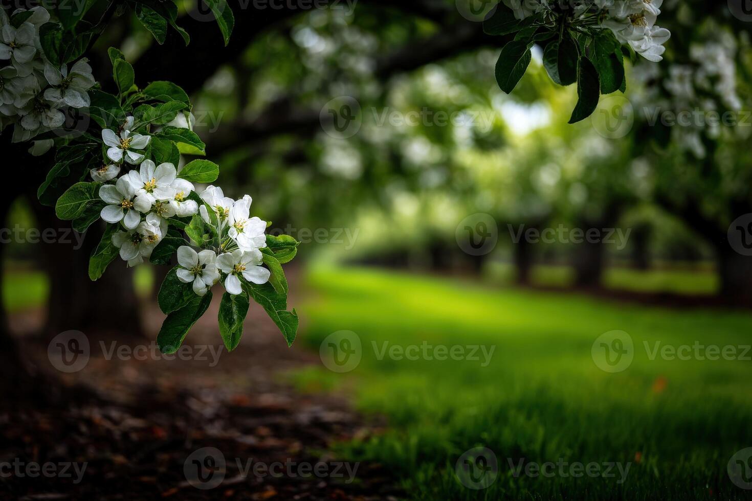 Blossoming apple trees in vibrant spring setting photo