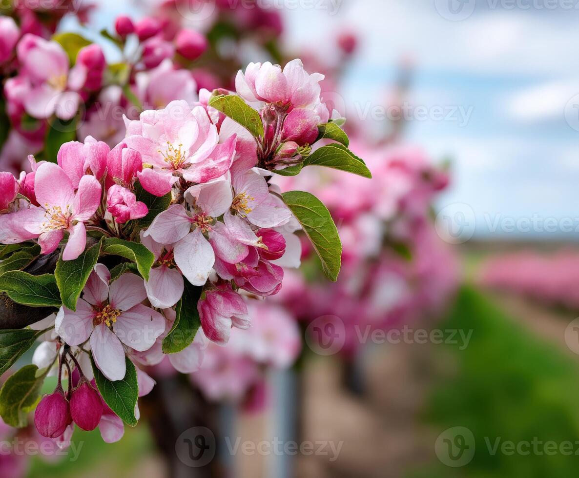 A close up of a flowering apple tree photo