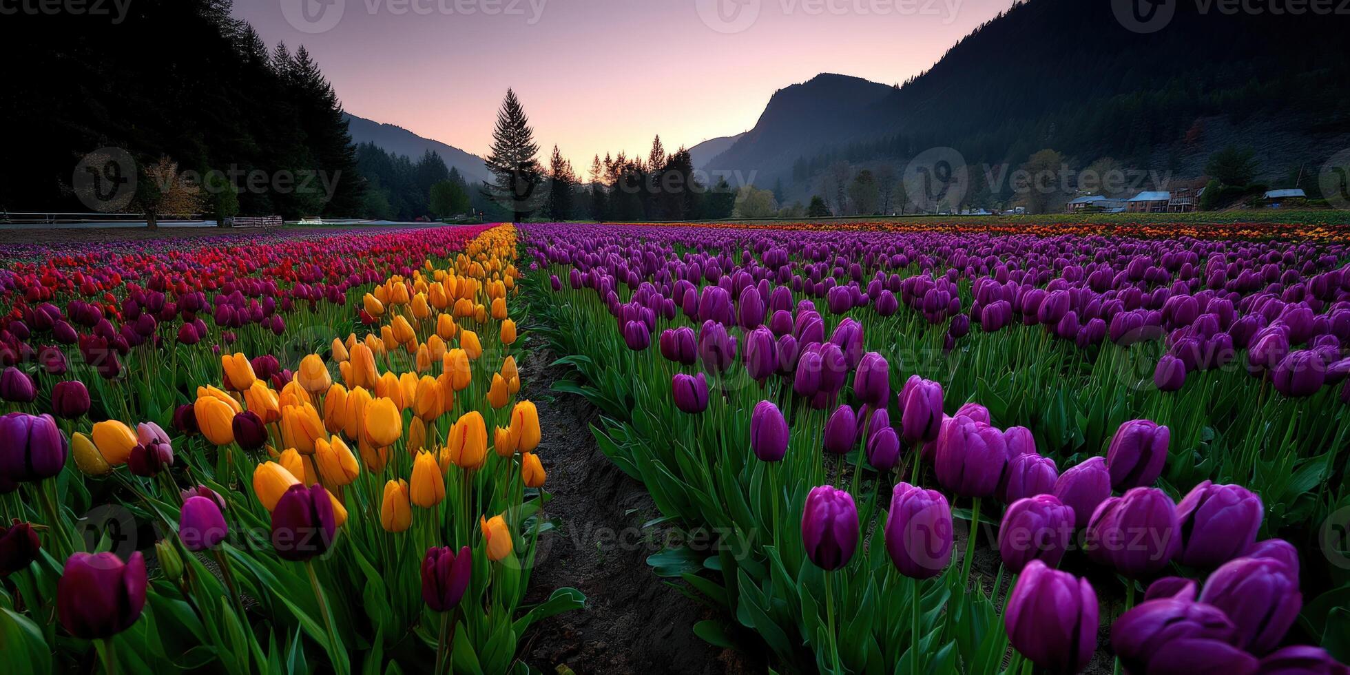 Bright tulip fields bloom during spring at sunset photo
