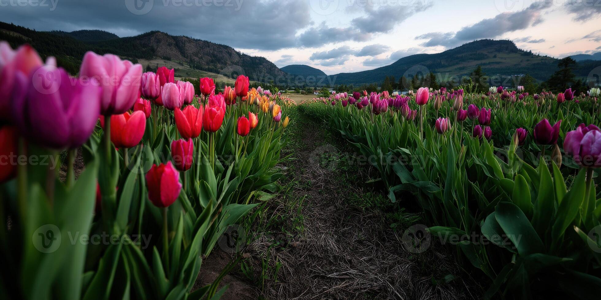 Spring tulips bloom by mountain fields photo