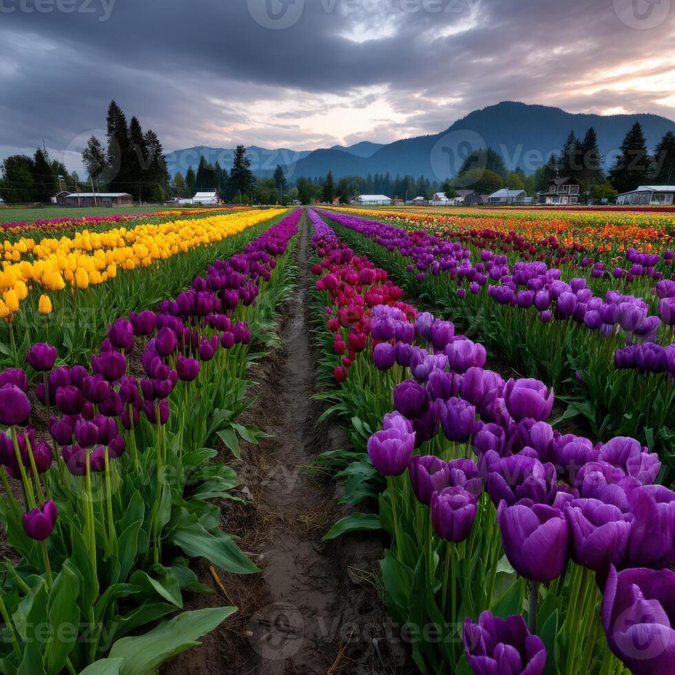Colorful tulip fields bloom in springtime valley photo