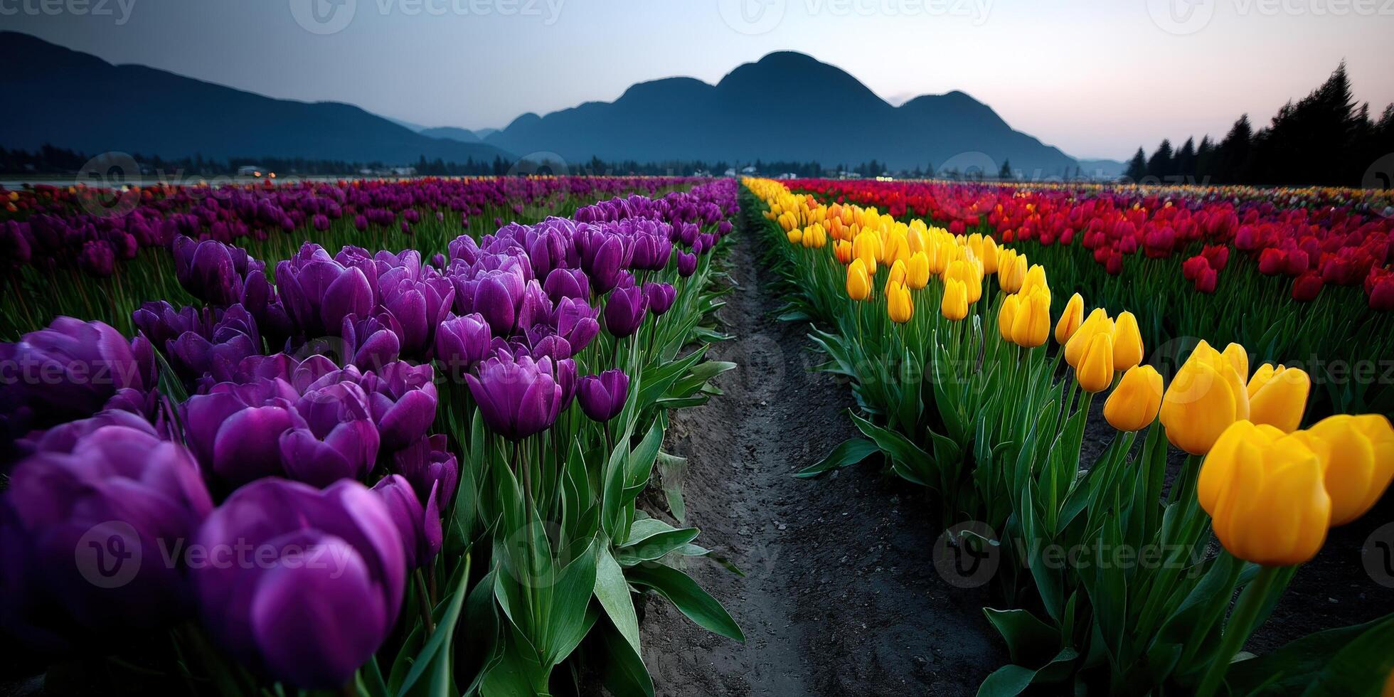 Colorful tulips in a field with mountains in the background photo