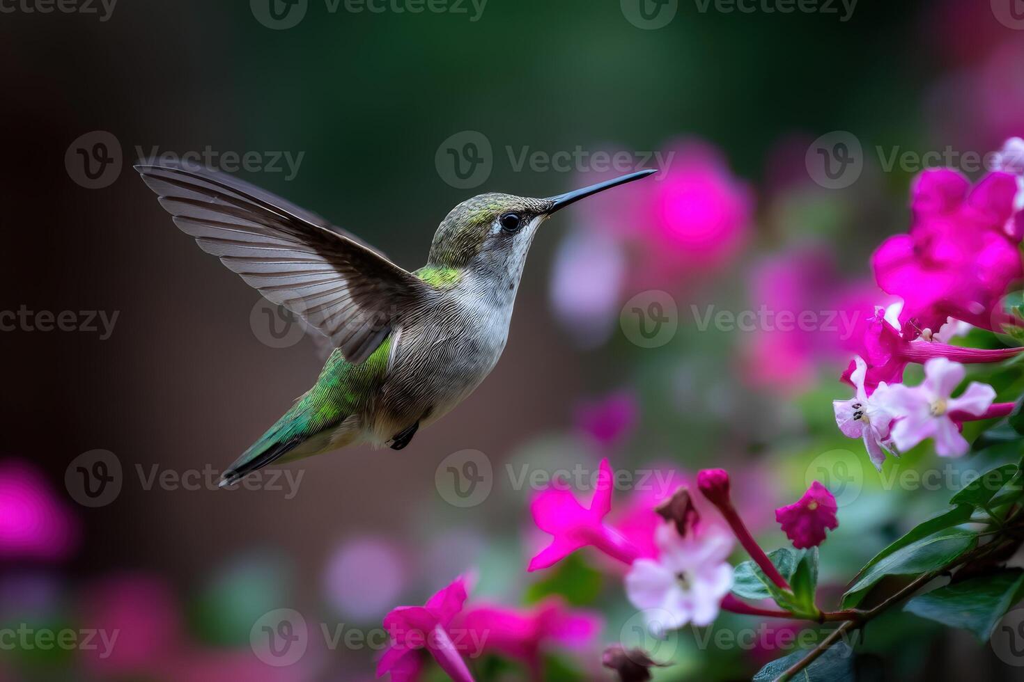 Hummingbird in flight with pink flowers photo