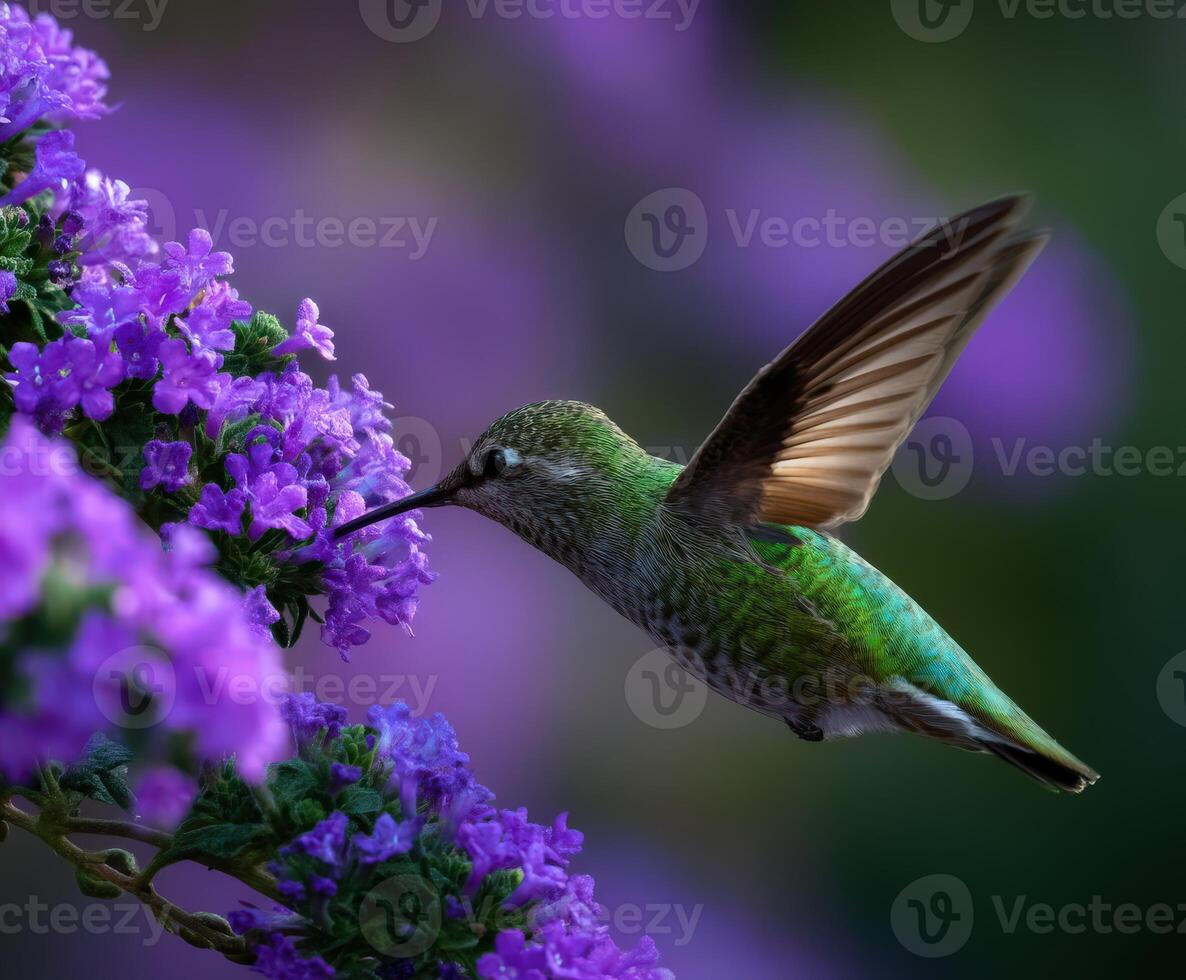 Hummingbird, purple flowers, hummingbird, purple flowers, purple flowers, purple flowers, photo