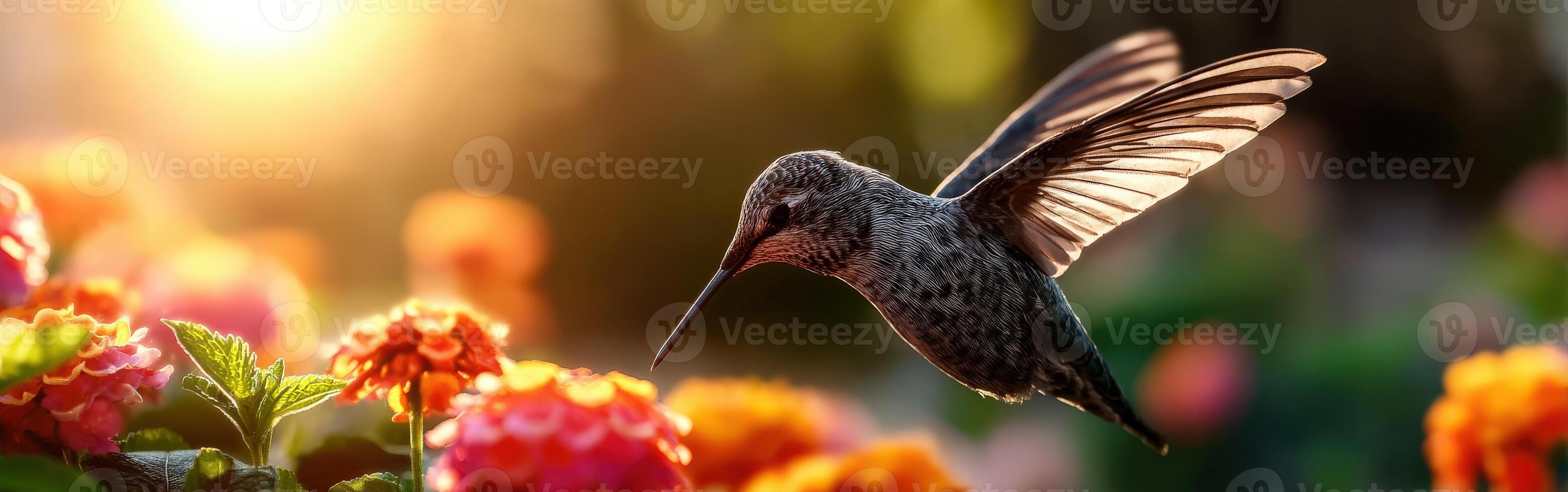 Hummingbird flying over flowers with sun in background photo