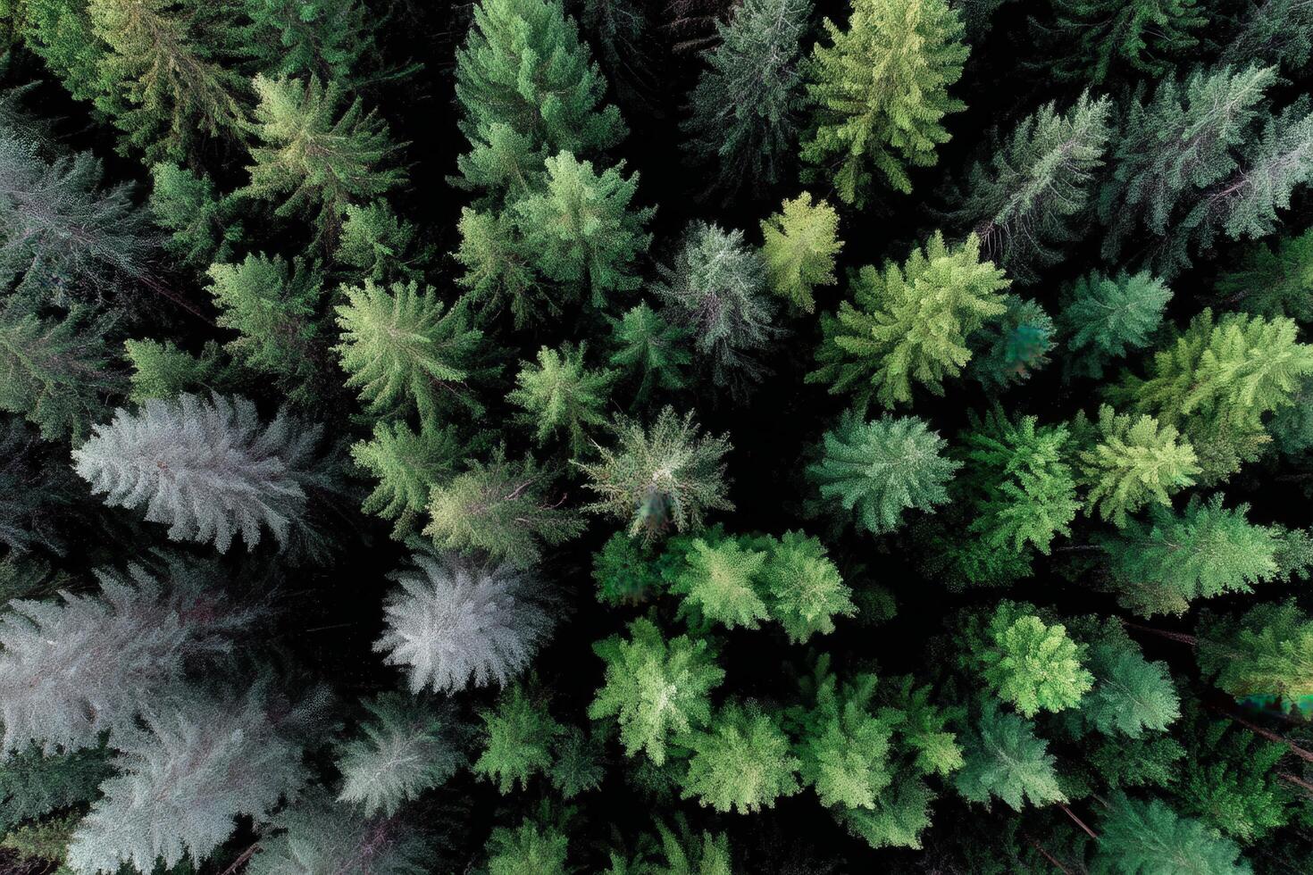 An aerial view of a forest of green trees photo
