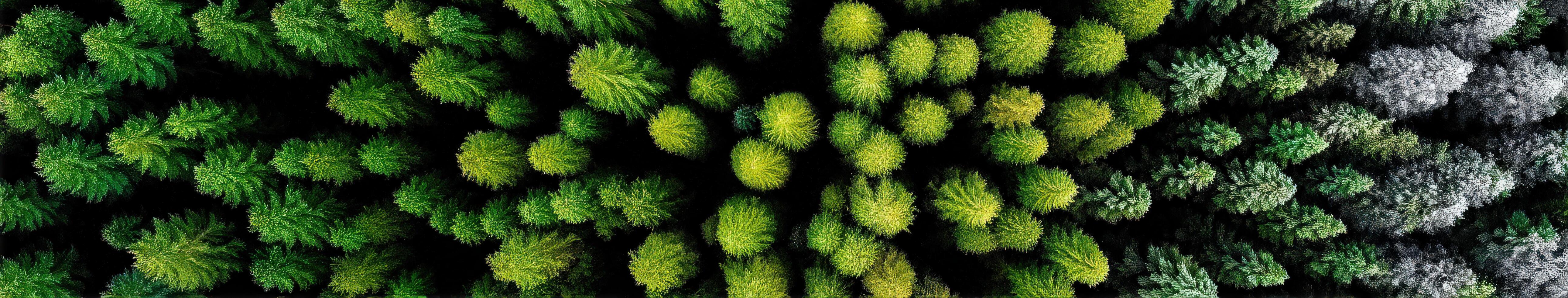 A view of a forest of trees from above photo